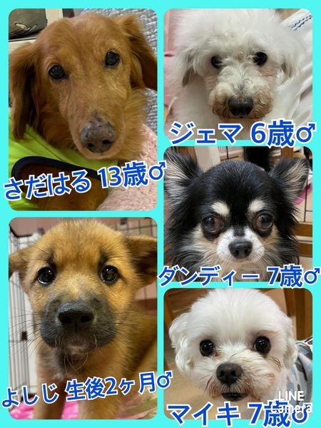 🐾今日の里親様募集中ワンコ🐶メンバーです🐾2022,6,25【保護犬カフェ天神橋店】